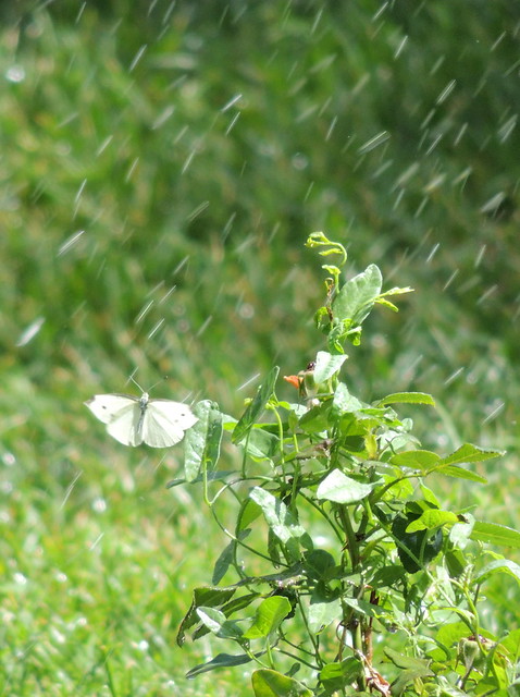 White butterfly in watered garden, Tehran, Iran
