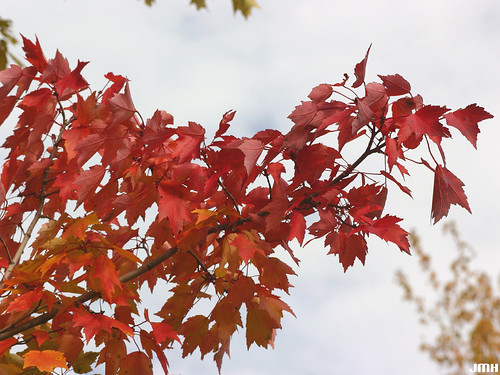 Acer rubrum 03 | by My Morton Arboretum Images