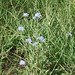 Flickr photo 'Cichorium intybus (Common Chicory) - introduced weed' by: Arthur Chapman.