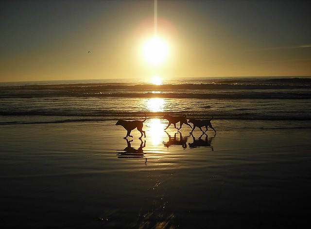Dog's Silhouettes