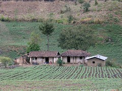 Casa y cultivos - Home and fields; Quiché, Guatemala