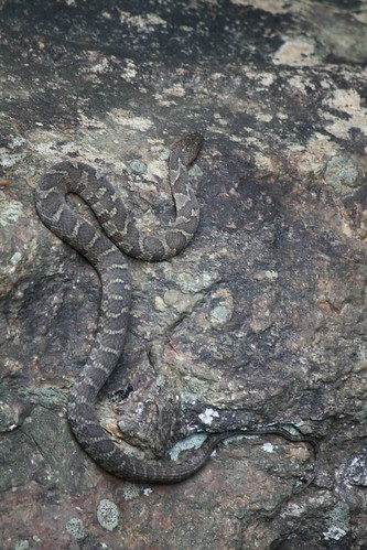 georgia snake north camo northern camoflage amicalola northernwatersnake amicalolafallsstatepark midlandwatersnake
