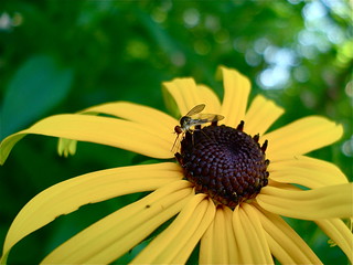 Bug on Black Eyed Susan | Not sure what this guy is, thought… | Flickr