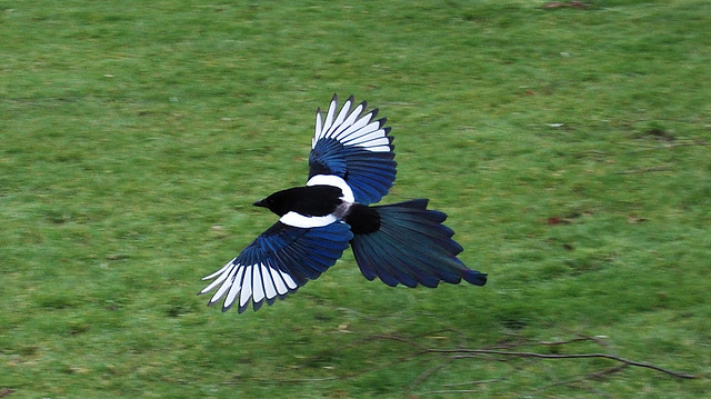 magpie in flight
