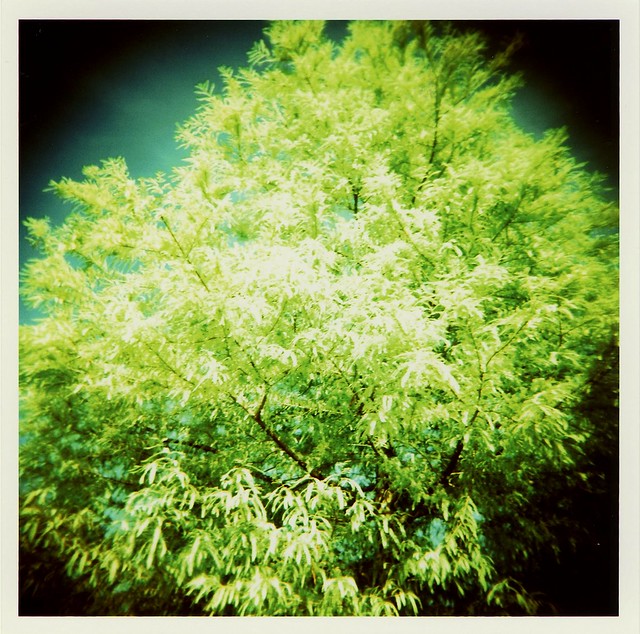Verde Tree 2