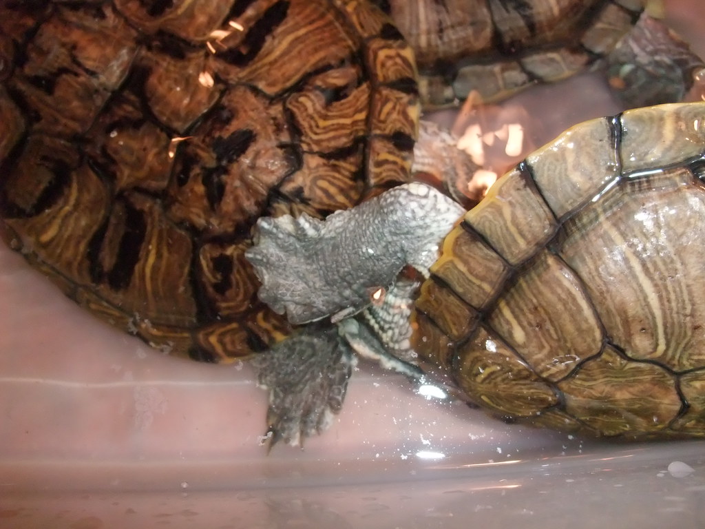 龜龜交配過程 | 怪不得叫做交尾…… | Martin Ng | Flickr