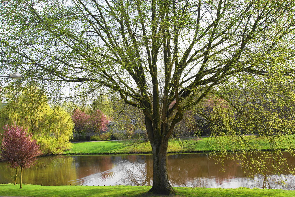 ''my spring window-view'' | aly bolhuis | Flickr