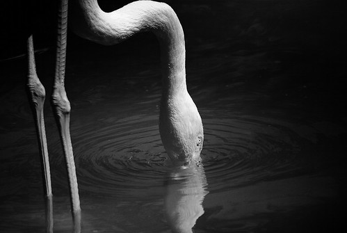 Drinking Flamingo (black&white) by dogwatcher