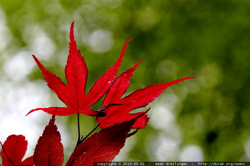 new leaves on our japanese maple - _MG_0125.embed | by sean dreilinger