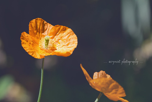 Poppies on black by airymist