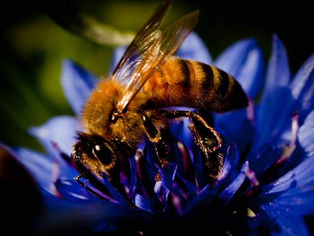 honey bee closeup