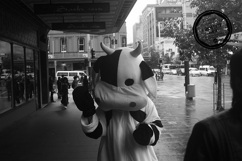 Project-1001 Cow | by A.B Watson