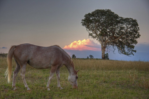 sunset horse tree grass evening efs1785mmf456isusm
