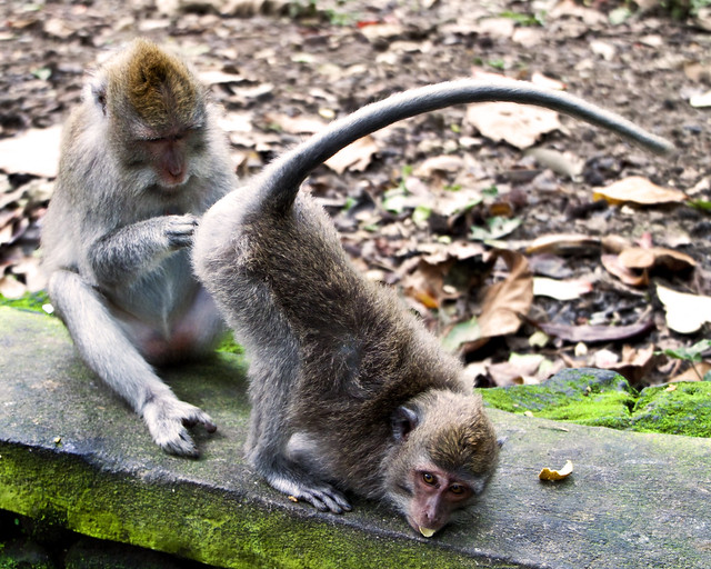 Ubud, Bali - Monkey Business ?