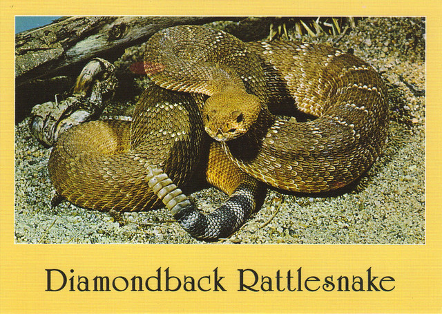 Diamondback Rattlesnake Postcard