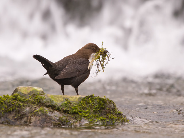 Dipper with moss