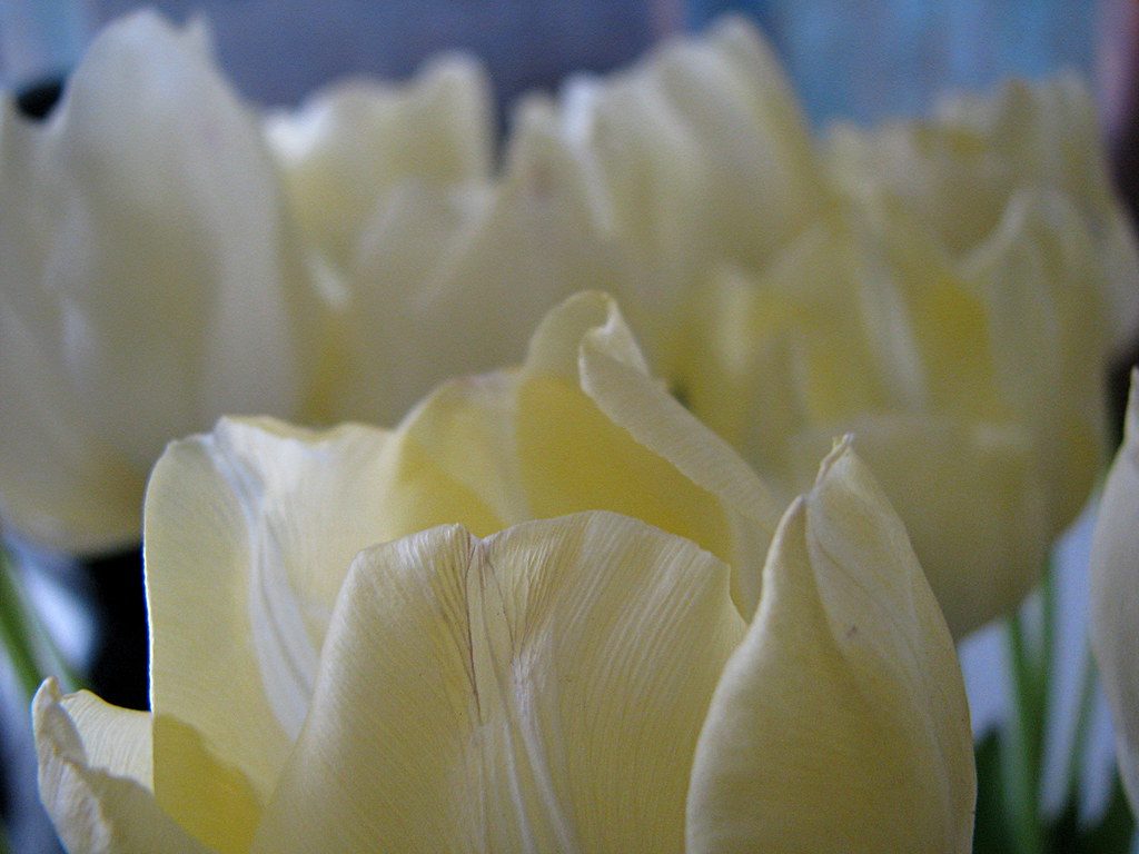 Tulipan (biały) - Tulip (white)