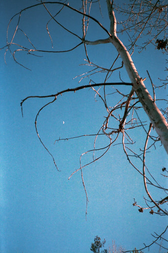 Tiny moon and tree by mori_blur