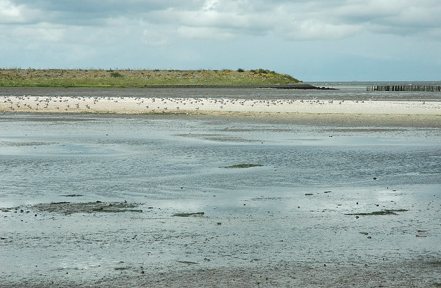 Shell bank with terns