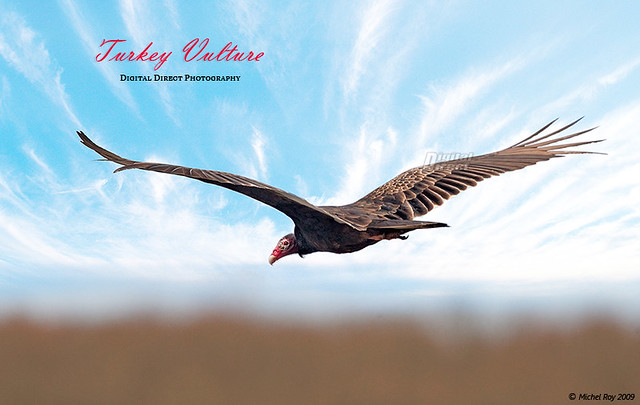 Turkey Vulture - Urubu à tête rouge