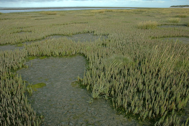 Salicornietum dolichostachyae (Associatie van Langarige zeekraal)