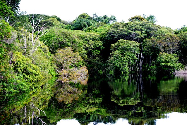 Floresta Amazônica- Reflexos no Rio Negro