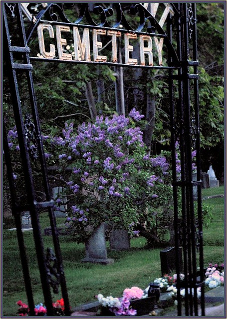 Cemetery gate and lilacs