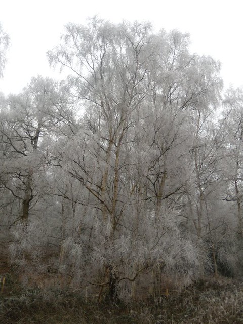 Frosty tree s Wanborough to Godalming