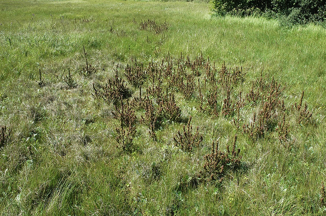 Pedicularis palustris (Marsh Lousewort / Moeraskartelblad)
