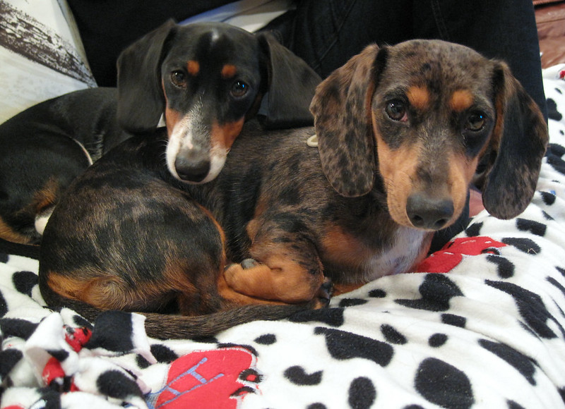 A Double Dose of Dachshunds