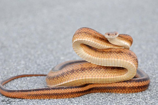 fun facts about snakes-interesting facts about snakes