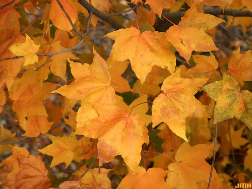 Acer mono 01 | by My Morton Arboretum Images