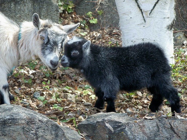 Pygmy Goat Kid and Mom.   www.TheBigWRanch.com