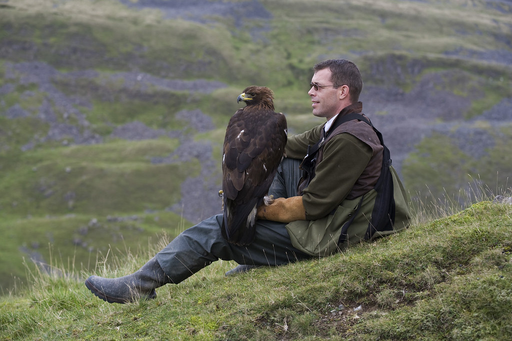 Golden Eagle With Silverband Falconry Richard Cooper Falc
