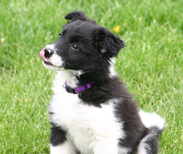 Mom's New Border Collie Puppy, Lee | Posted via email from | Flickr