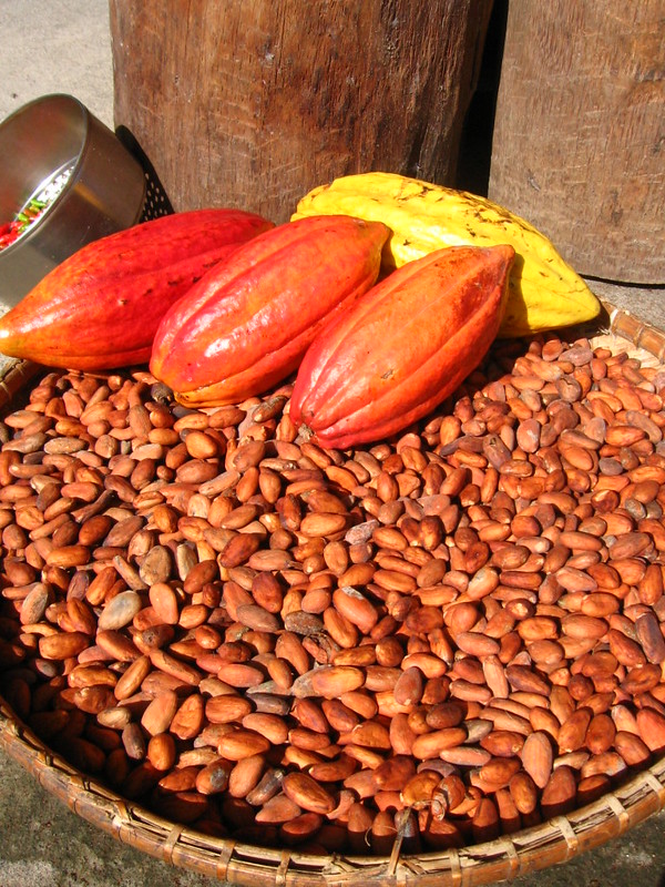 cocoa seeds