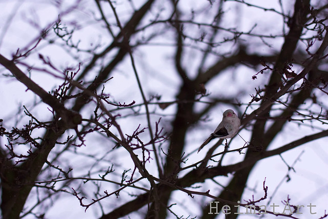 Vogel im Baum