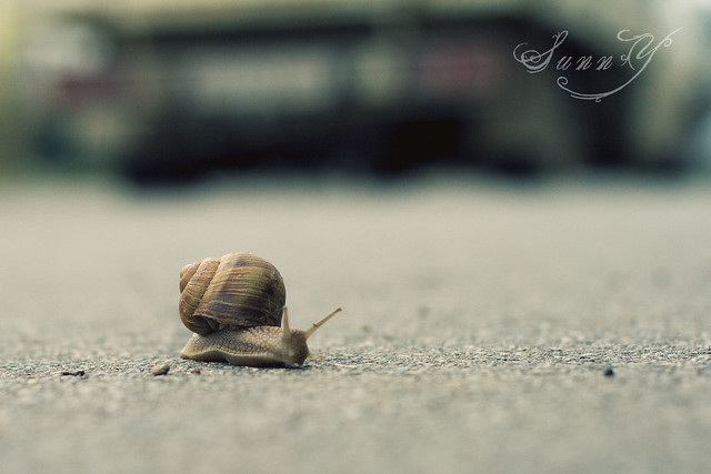 ~By perseverance the snail reached the ark~