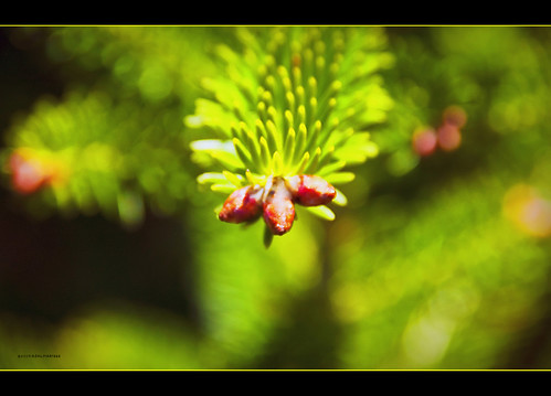 Bonavista Pine Cones of Spring | by hjalmar1886