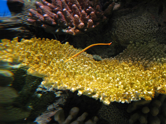 striped seahorse/yellow coral