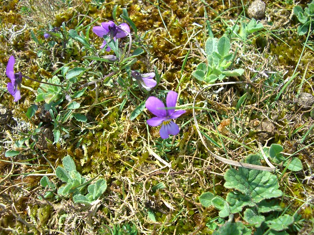 CIMG1464 Kennemerduinen natural park - violets