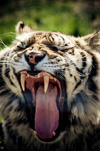 Yawning Tiger Cub