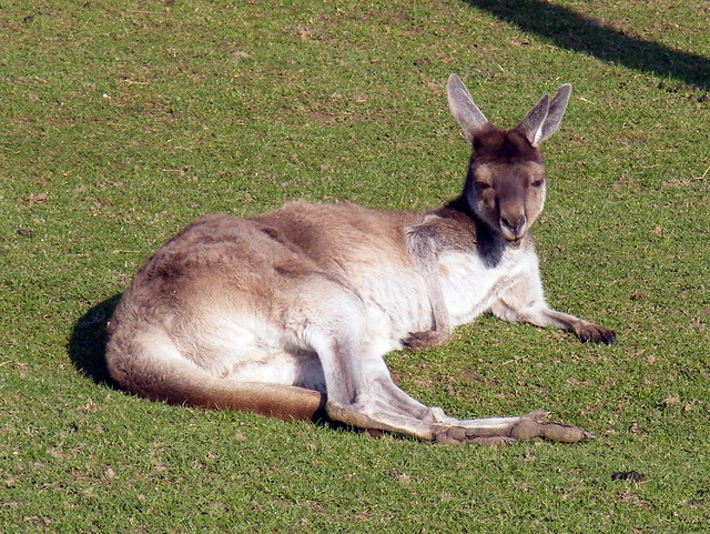Weston gray kangaroo (Macropus (Macropus) fuliginosus)