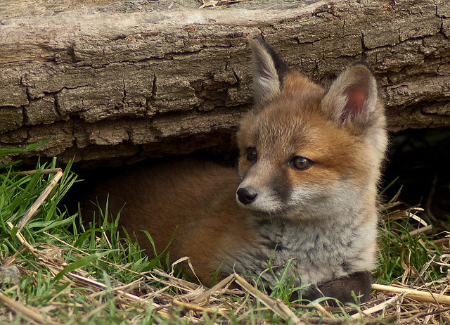 Fox Cub - Vulpes Vulpes
