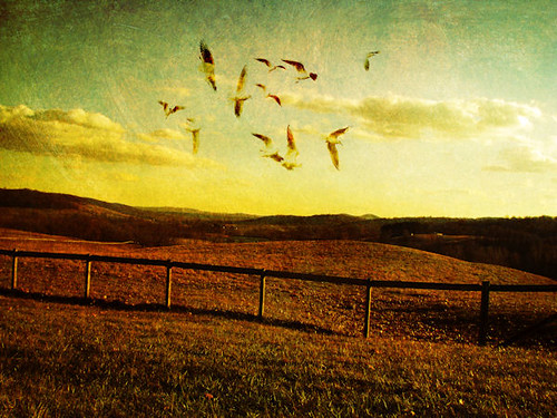 light sunset seagulls green bird texture field yellow clouds handwriting fence landscape golden virginia countryside fly gull gulls dream flare soar dreamscape skymeadows skymeadowsstatepark chrysti
