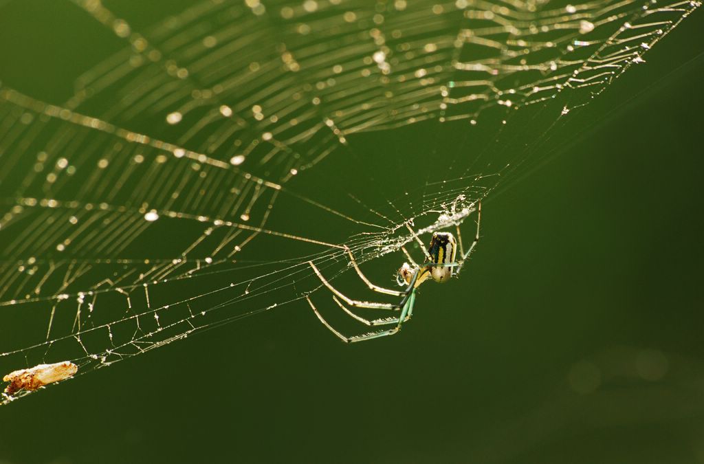 Up Close with a Venusta Orchard Spider and His Web by Me and My Photos :)