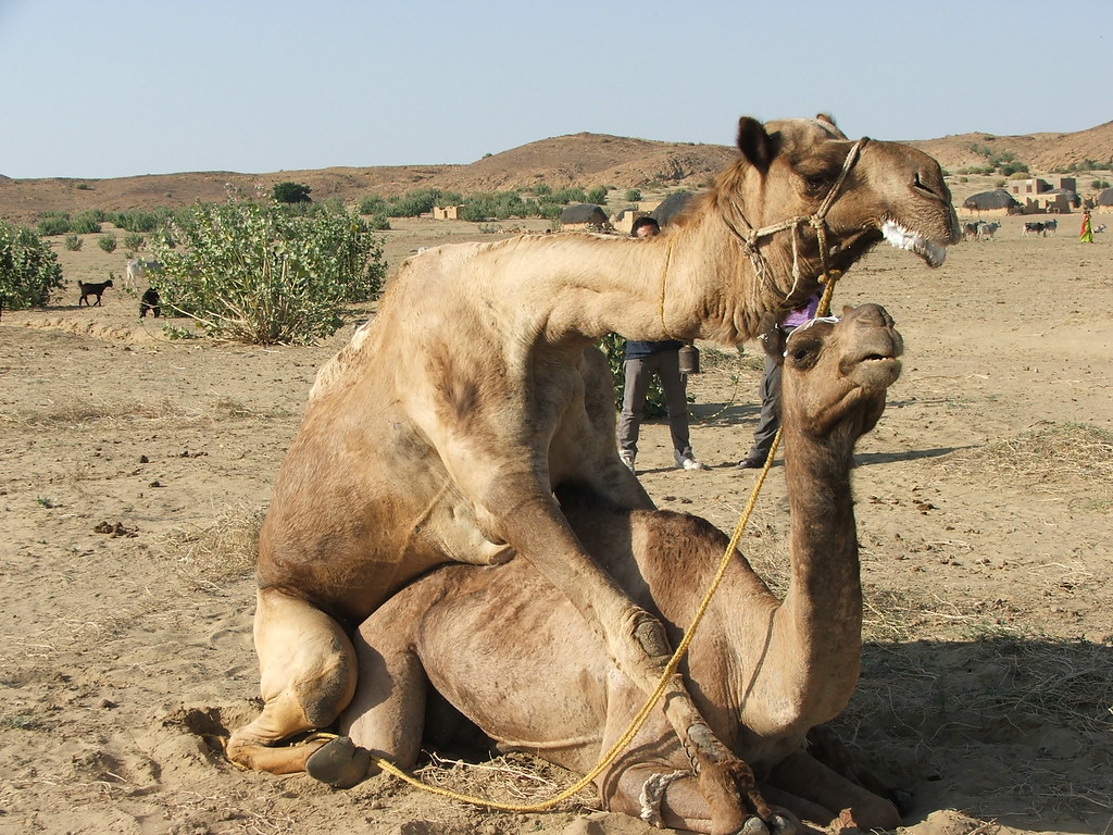 Camel Style Sex