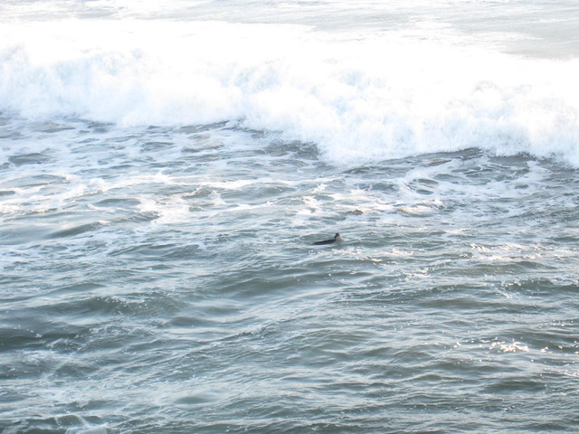 We spot sea otters in the waves