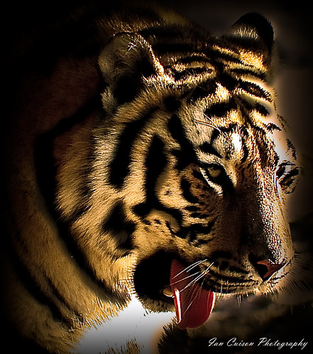 Tiger "w/ tounge" Portrait by Ian Cuison Photography