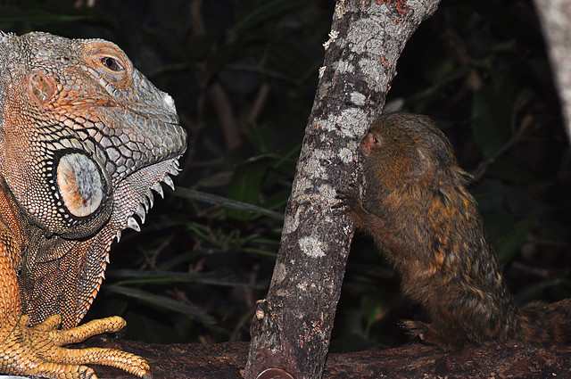 Common Iguana (Iguana iguana) and Pygmy Marmoset